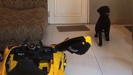 Wapem ACE MIX GOLDEN AND BILGIAN