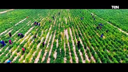 ”التضامن الأجتماعي” تطلق الأغنية الرسمية لحملة ”مصر بتتغير للأفضل"