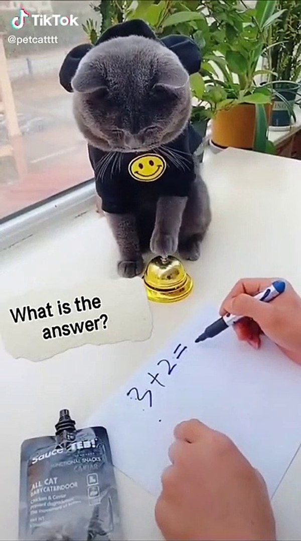 ⁣Lovely Cat, black cat, cats, funny cats, funny cat videos 1577