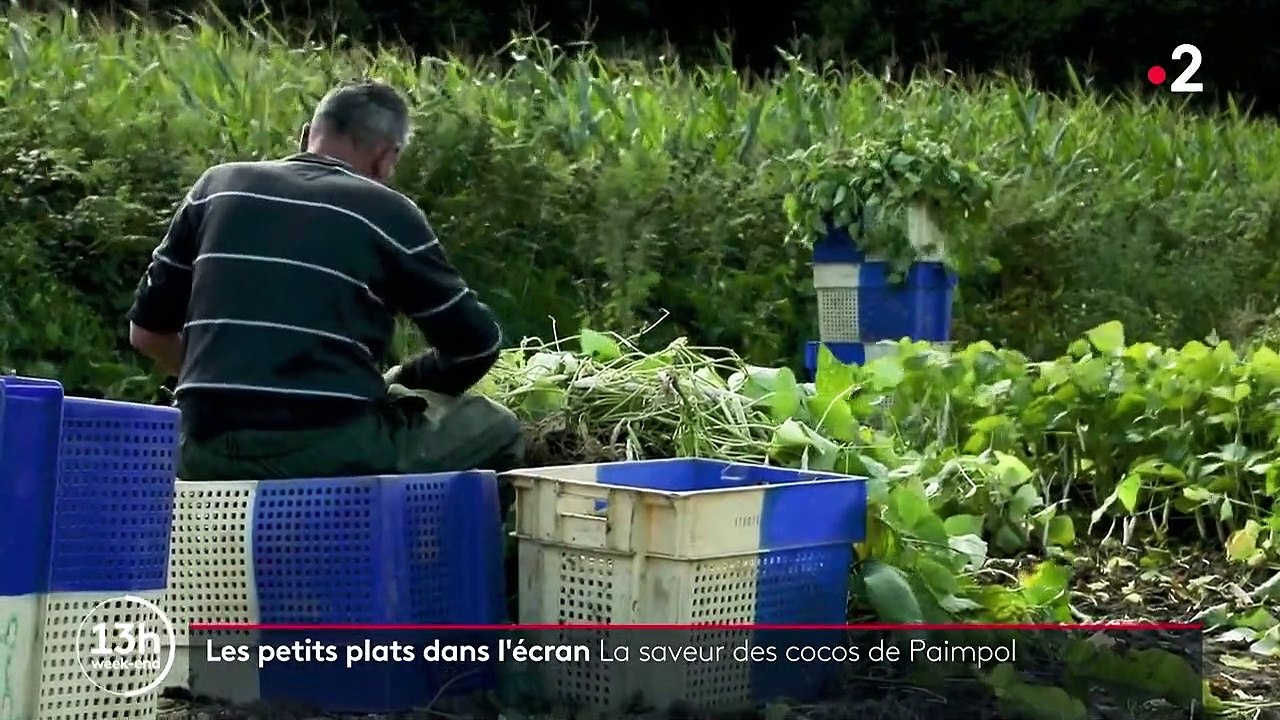 Gastronomie : à la découverte des cocos de Paimpol dans les Côtes-d'Armor