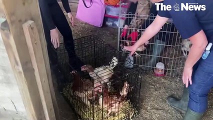 Rescue hens