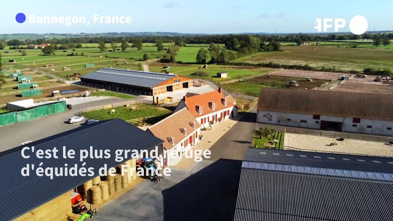 Chevaux, ânes et poneys reprennent goût à la vi...
