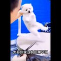 AWW SO CUTE! Cutest baby animals Videos Compilation Cute moment of the Animals - Cutest Animals