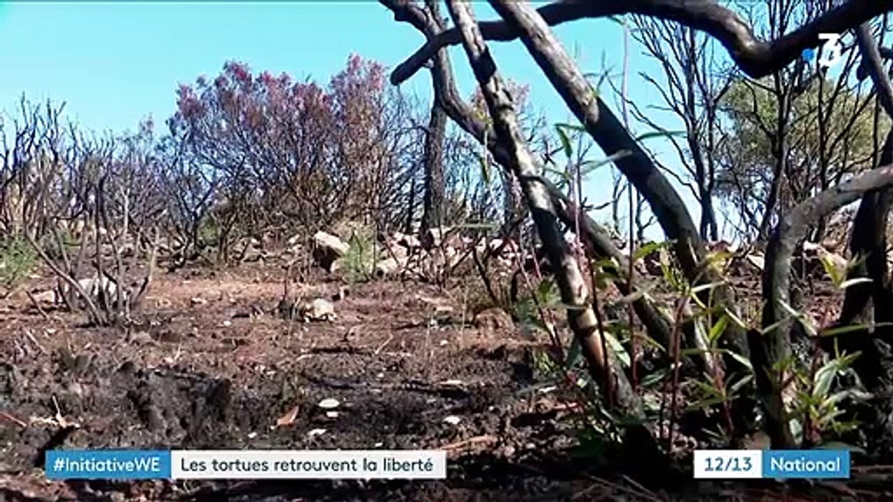 Var : à la découverte du village des tortues de Carnoules