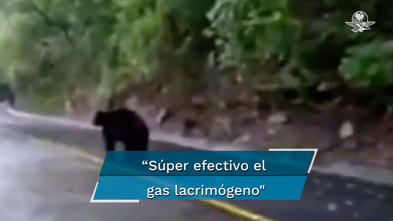 Indigna agresión con gas lacrimógeno a oso negro en Nuevo León