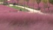 [영상] 가을 재촉하는 핑크뮬리...분홍빛 세상 된 합천 황강공원 / YTN
