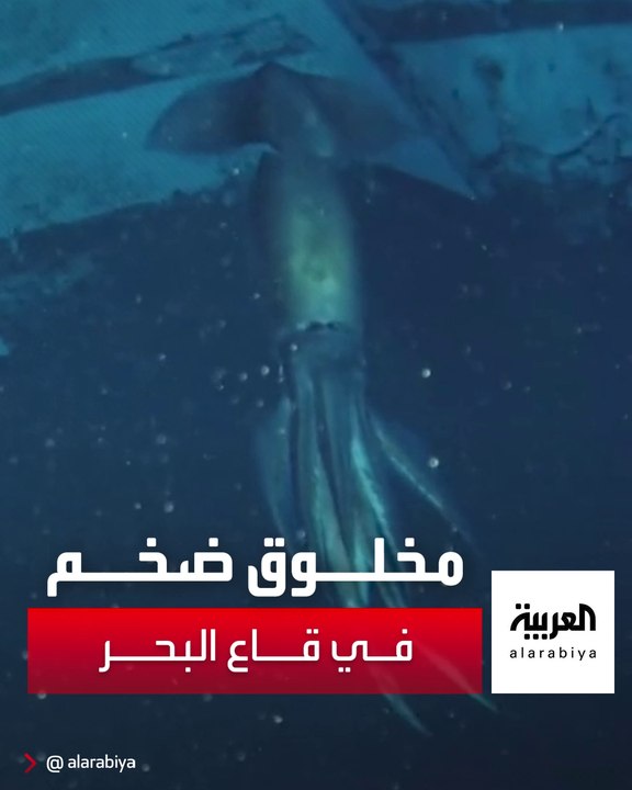 مخلوق ضخم في قاع البحر الأحمر يُحير العلماء وبعد الدراسات والأبحاث كانت الصدمة ..