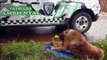 Patrulha Ambiental da GM resgata cachorro com fratura em uma das patas no Loteamento Sarah Eliza