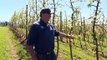 Sun comes out in the nick of time for Batlow apple growers