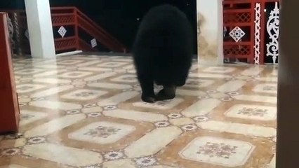 मां चंडी के दरबार में आरती में शामिल होने आते हैं भालू