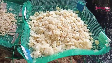 Sukses Mengembangbiakkan Budidaya Maggot Lalat BSF Dari Telur 5 Gram Panen Berkali- Kali