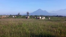 Pemandangan, hewan, dan bukit.