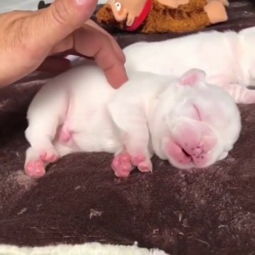 AWW CUTE BABY ANIMALS Videos Compilation Funniest and cutest moments of animals - Soo Cute kiki #10