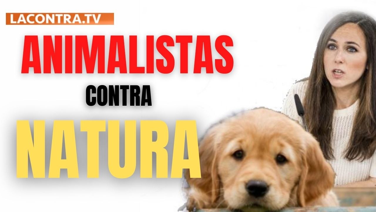 El Estado impondrá un cursillo oficial para poder cuidar de tu perro