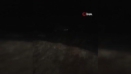 Deniz kıyısında midye yiyen su samuru kameraya yakalandı