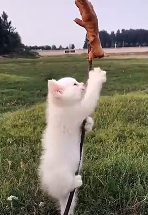 the struggle of a cat that does not give up