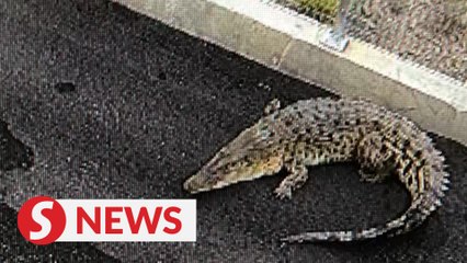 Five-meter-long crocodile spotted at a pump house