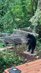 Hammock Confuses Curious Bear Cubs
