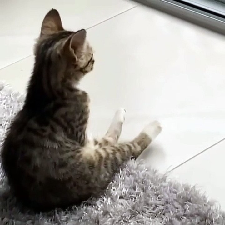 Tingkah kucing lucu