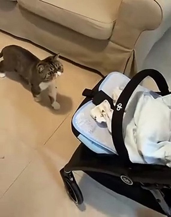 Kucing menjaga bayi