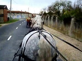 Attelage avec Gita et Gringo