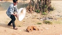 Animals Prank Funniest Video  2