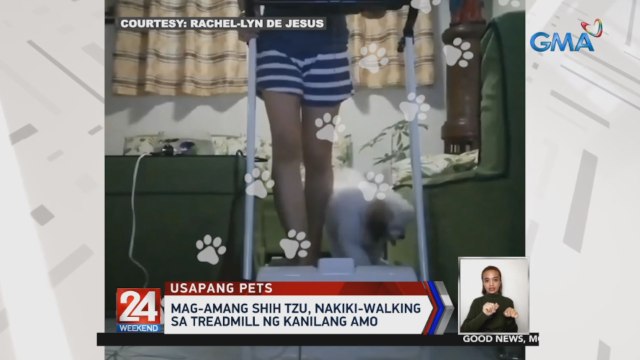 Mag-amang shih tzu, nakiki-walking sa treadmill ng kanilang amo | 24 Oras Weekend