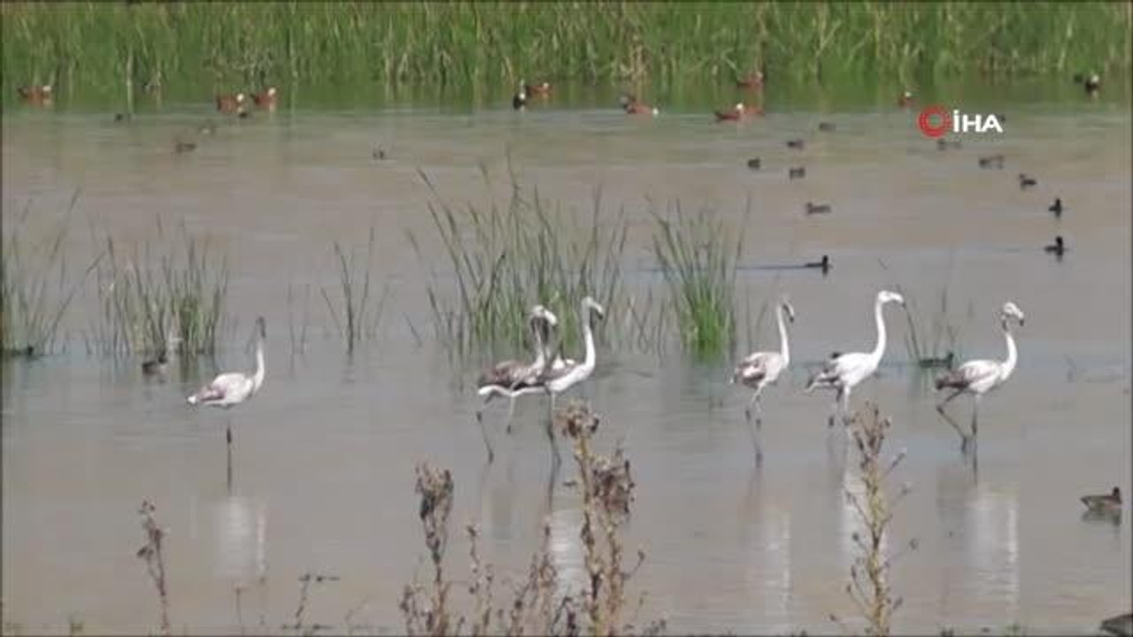 Flamingolar göç yolculuğunda Tokat'ta konaklıyor