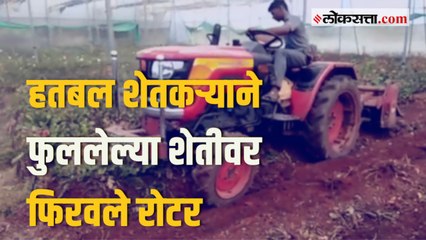 अतिवृष्टीमुळे शेतकरी हतबल; २४ लाखांच्या फुलशेतीवर फिरवले रोटर