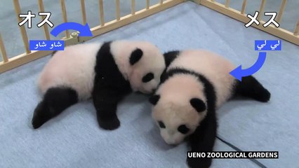 إطلاق اسمين على توأمي الباندا في حديقة حيوانات في طوكيو