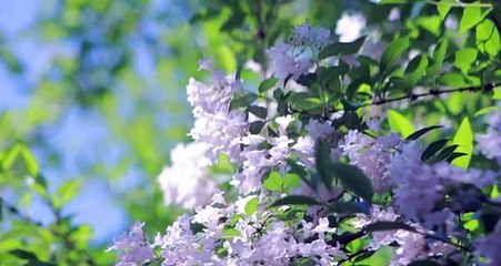 Beautiful Relaxing Sleep Music Deep Sleeping music Relaxing music Meditation Music Flyingmusic