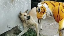 Animals Prank Funniest Video #4