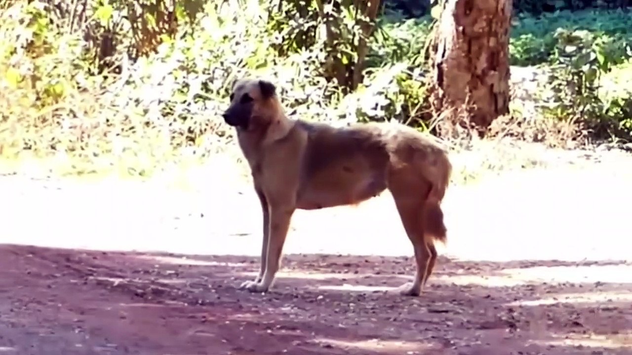 Animals Prank Funniest Video #5