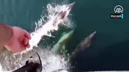 Müsilajdan temizlenen İzmit Körfezi'ne yunuslar daha çok gelmeye başladı