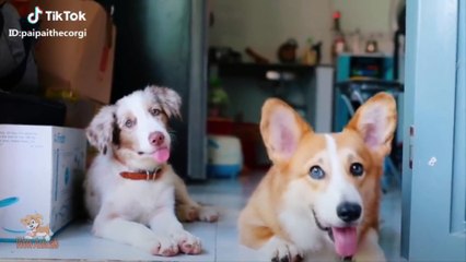 Try Not To Laugh Challenge  Funny Cat & Dog Vines compilation 2018