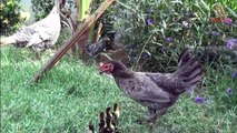 The Hen & The Ducklings - Animal Odd Couples and Cute