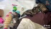 Cute cats and kittens doing funny things 2018