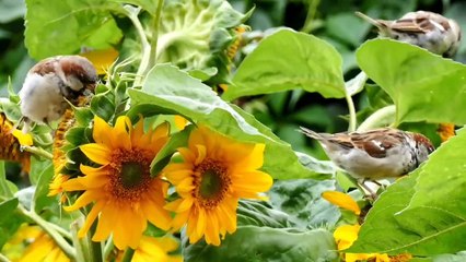 Relaxing harp music, sleep music ,0lstress relief meditation music Spa music ,background music,