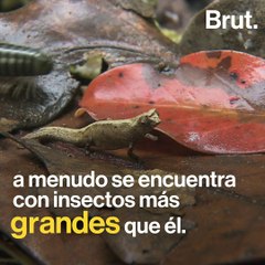 Este reptil es del tamaño de una hormiga 