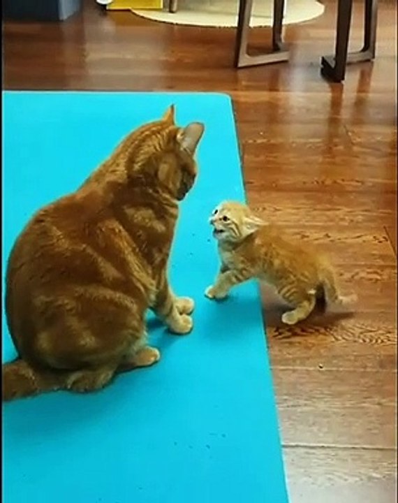 child and mother cat fighting, very cute-anak dan ibu kucing berkelahi, sangat lucu