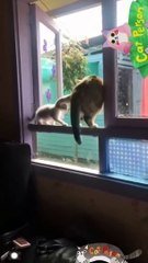 Funniest Cat Videos That Will Make You Laugh  - Funny Cats