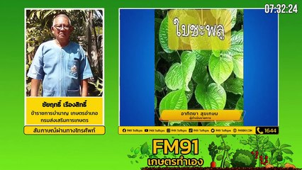 ผักพื้นเมืองกินได้ แถมมีสรรพคุณทางยา EP.3 : FM91 เกษตรทำเอง : 26 กันยายน 2564