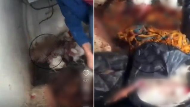 İstanbul'da aracın içinde tavukların kesilip satıldığı skandal görüntüler tepki topladı