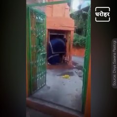 Watch A Unique Devotion Of Cow Towards Lord Shiva