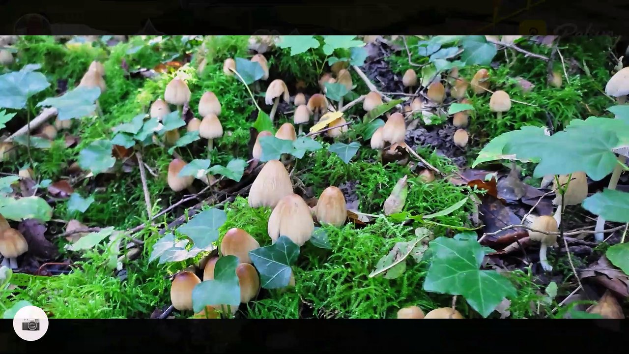 Dimanche 10 octobre l abbaye de Jouy très belle journée sous un beau soleil merciii ODETTE