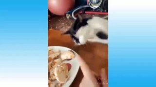 Cute funny baby cat playing
