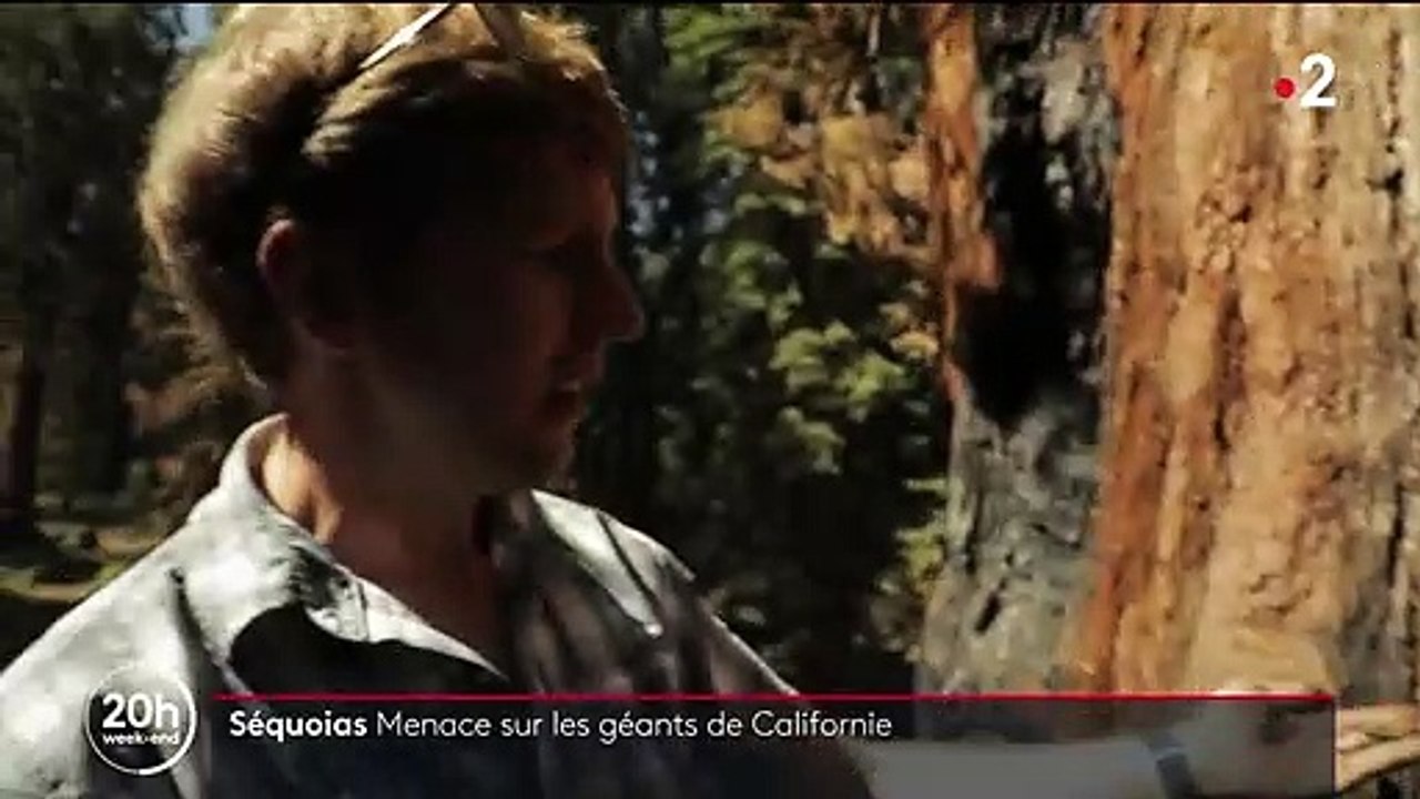 Séquoias : les grands arbres de Californie menacés