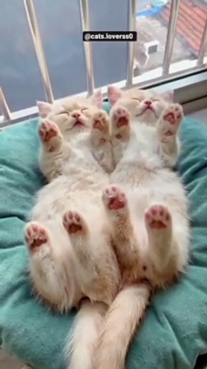 Cute sleep | tidur lucu
