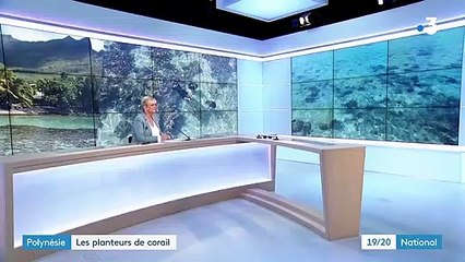 Polynésie : une association sauve les coraux du réchauffement climatique