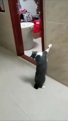 Wkwkwk lol cat | kucing kaget lucu banget